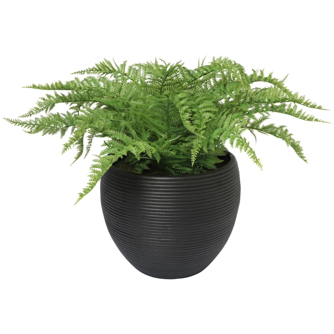 430227-ribbed-pot-with-plant-black