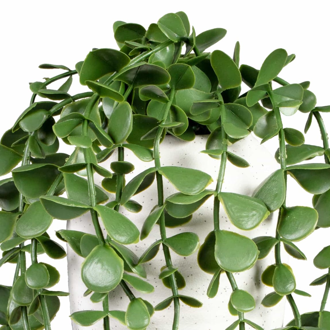 430362-trailing-plant-in-ceramic-pot-2