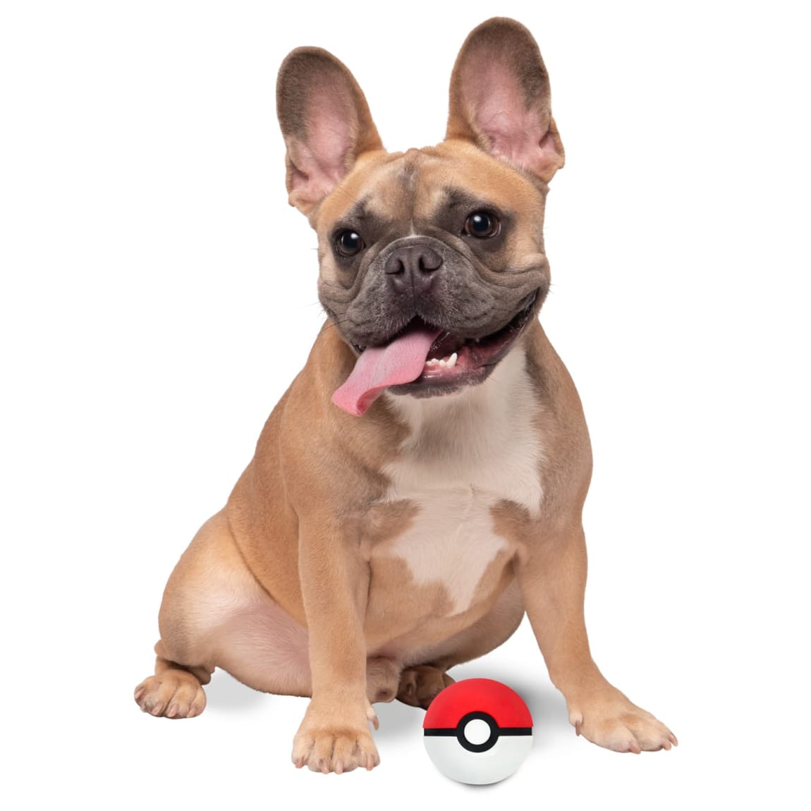 433679-pokemon-rubber-ball-2_5inch