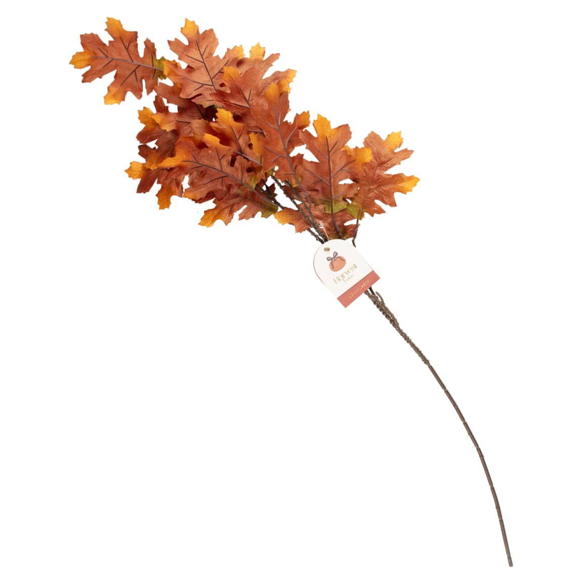 434933-eucalyptus-stem