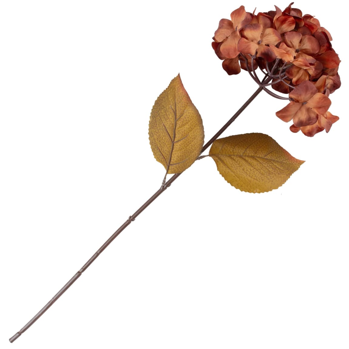 434934-hydrangea-stem-brown