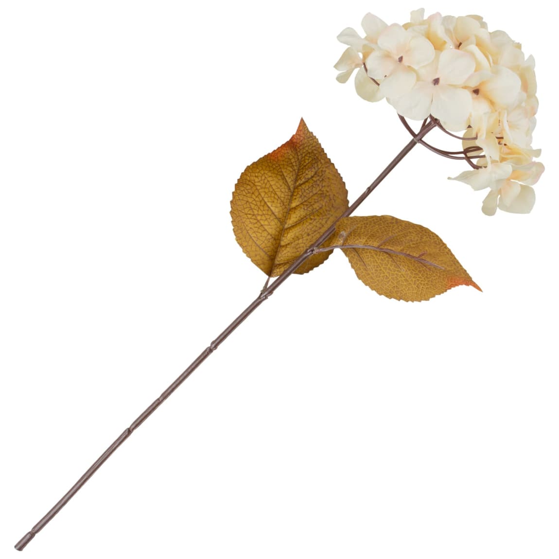 434934-hydrangea-stem-cream
