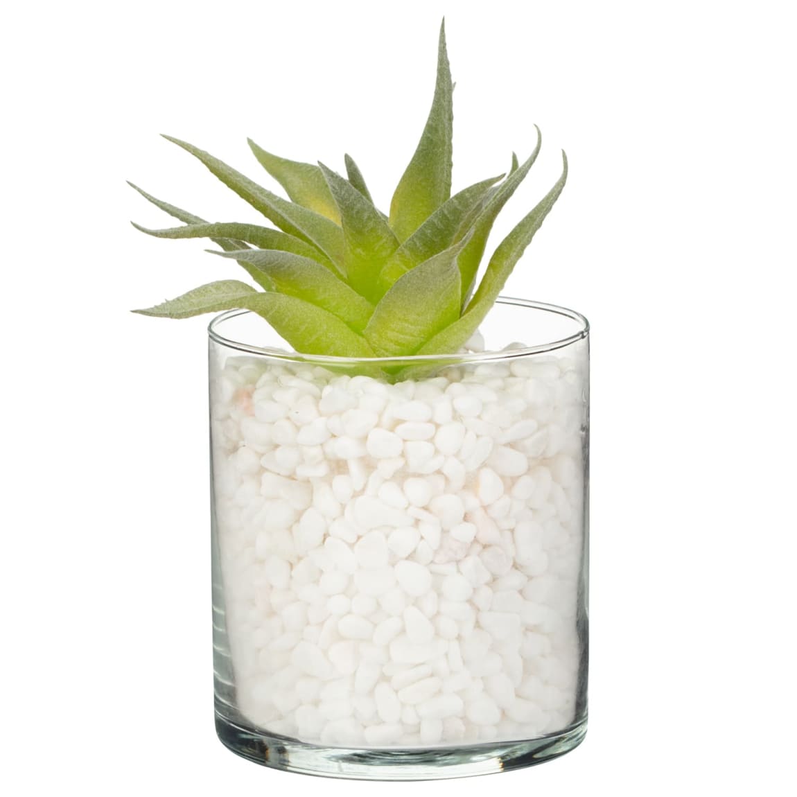 436014-white-stones-succulent