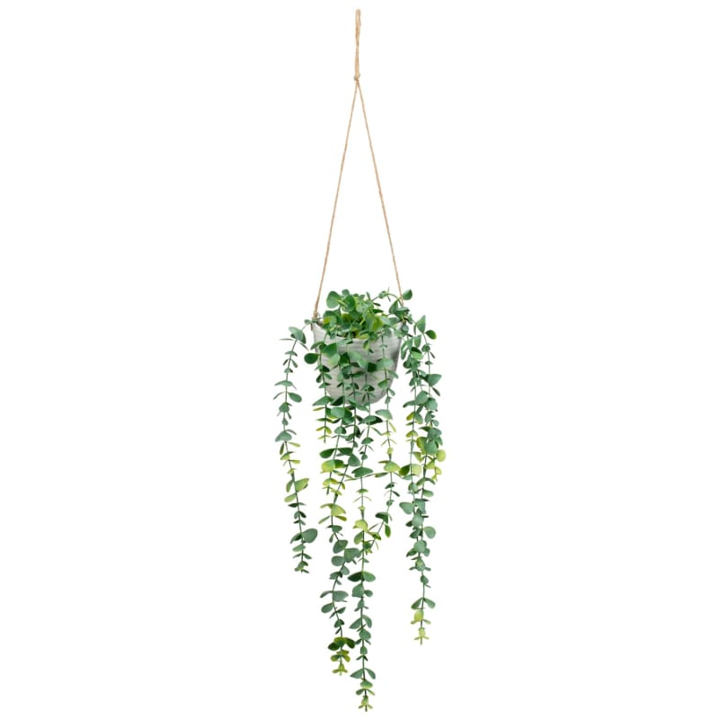Trailing Plant in Ceramic Pot