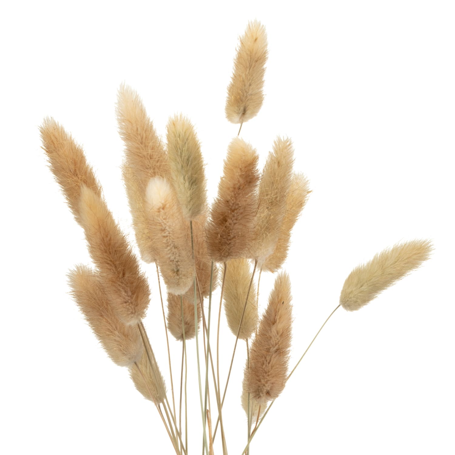 Bunny Tails In Double Handled Vase Decorative Accessories B&M