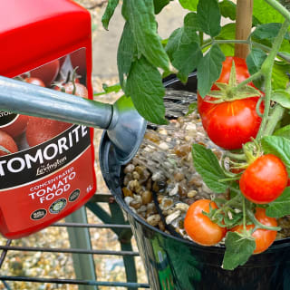 167267-levington-tomorite-liquid-tomato-fertiliser-1l-4