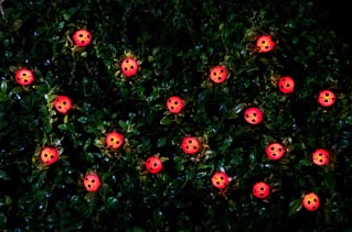 30 Insect Solar String Lights - Ladybird