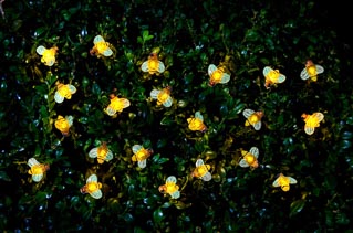 30 Insect Solar String Lights - Bee