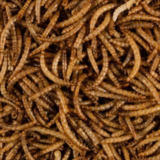 276061-275316-273837-Glennwood-Dried-Mealworms1