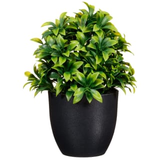 Potted Plant 20cm