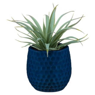 Shrub Succulent in Ceramic Pot - Blue