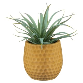 Shrub Succulent in Ceramic Pot - Yellow