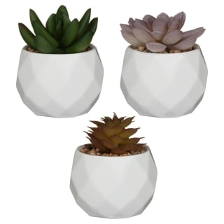380252-351762-mini-geometirc-succulent