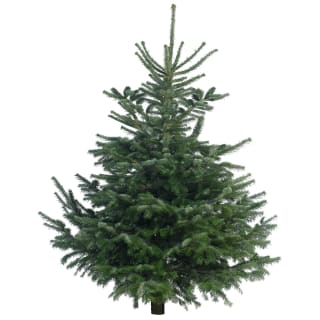 354931-nordman-fir-210_240cm-real-christmas-tree.jpg