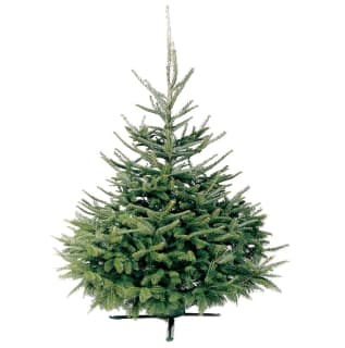 354933-fraser-fir-real-christmas-tree-180-210cm