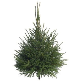 354933-norway-spruce-210_240cm-real-christmas-tree.jpg