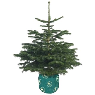 354936-promo-nordman-fir-real-christmas-tree.jpg