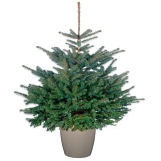 354937-pot-grown-blue-spruce-40-60cm