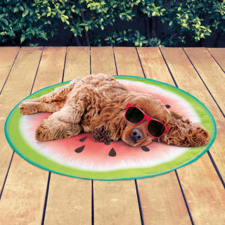 pet clinic toy