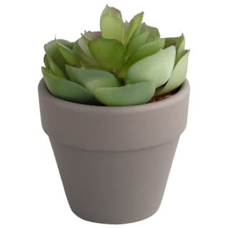 380108-362790-small-succulent-2