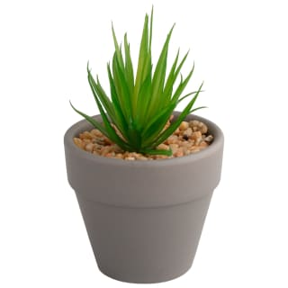 380108-362790-small-succulent-3
