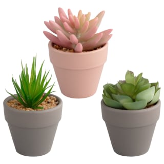 380108-362790-small-succulent-group
