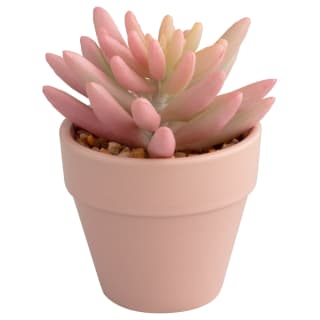 380108-362790-small-succulent
