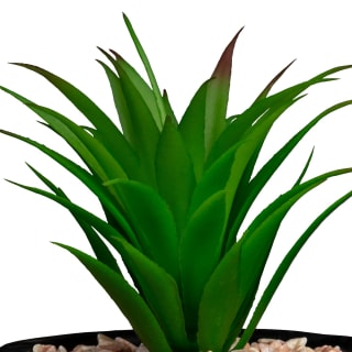 368209-succulent-with-wooden-holder-black-2