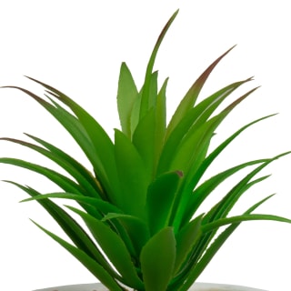 368209-succulent-with-wooden-holder-white-2