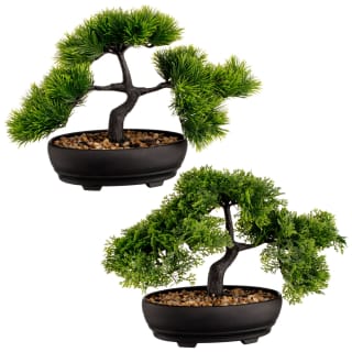 Bonsai Tree