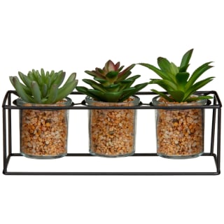 Succulents in Frame 3pk