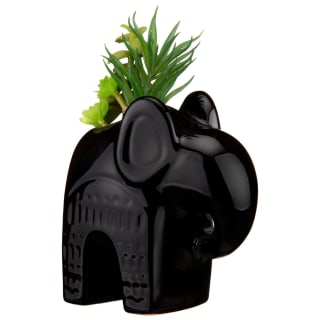 Elephant Succulent Plant - Black