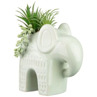 Elephant Succulent Plant - Green