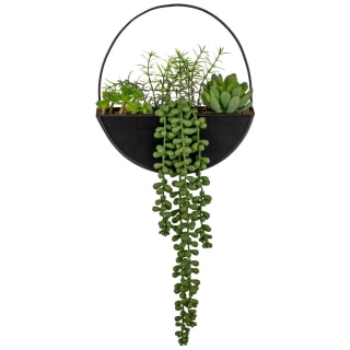 380727-black-hanging-trailing-plant