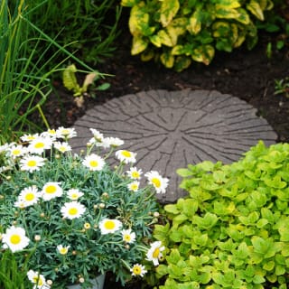 383781-cracked-log-2