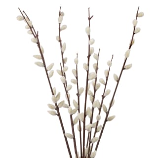 387576-pussy-willow-in-white-vase-2