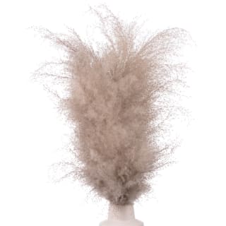 387577-real-pampas-in-white-pot-2