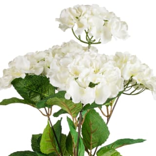 389095-hydrangea-bunche-cream-2
