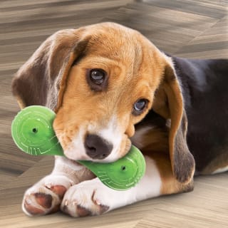 391308-nerf-dog-super-scent-2