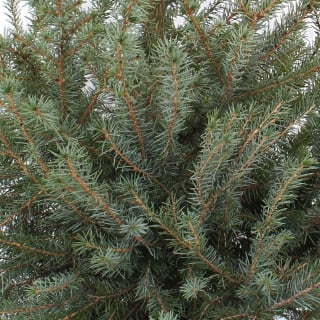 393320-picea-omorika-tree-2