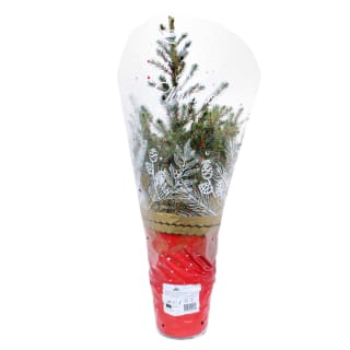 393320-picea-omorika-tree-3