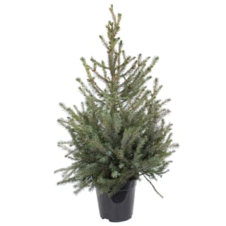 393320-picea-omorika-tree