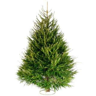 393997-norway-spruce-150-180cm