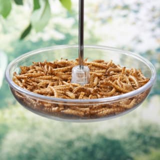 Wilde & Oakes Dome Robin Bird Feeder