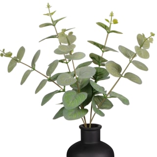 394336-eucalyptus-in-black-pot-2