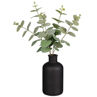 Eucalyptus In Black Pot