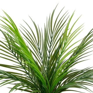 394340-fern-in-double-handle-pot-2