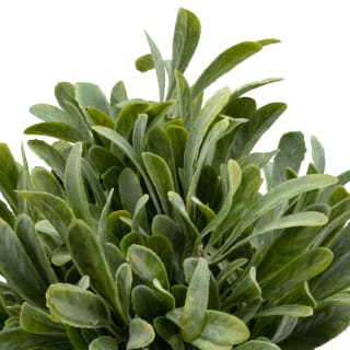 394344-foliage-in-seagrass-pot-2