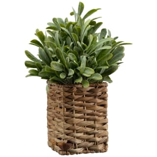 Foliage In Seagrass Pot