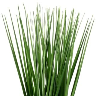 394680-long-grass-in-a-pot-2